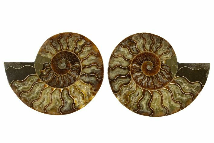 Cut & Polished,Agate-Replaced Ammonite Fossil - Madagascar #336811